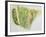 Swallowtail Caterpillar and Pupa (Papilio Machaon), Papilionidae-null-Framed Giclee Print