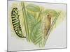 Swallowtail Caterpillar and Pupa (Papilio Machaon), Papilionidae-null-Mounted Giclee Print