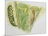 Swallowtail Caterpillar and Pupa (Papilio Machaon), Papilionidae-null-Mounted Giclee Print