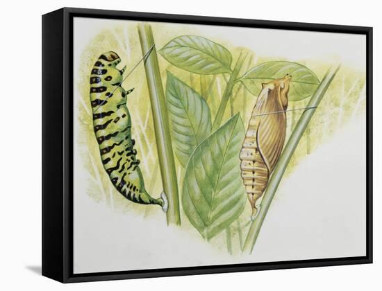 Swallowtail Caterpillar and Pupa (Papilio Machaon), Papilionidae-null-Framed Stretched Canvas