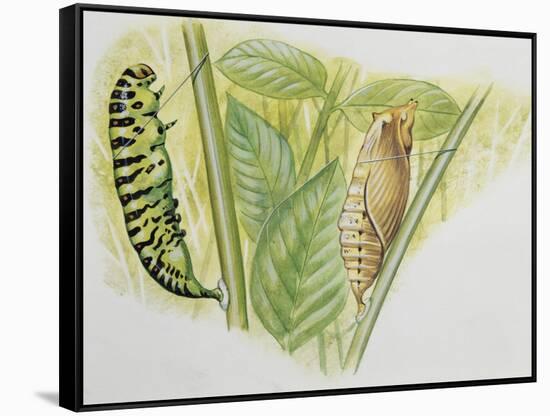 Swallowtail Caterpillar and Pupa (Papilio Machaon), Papilionidae-null-Framed Stretched Canvas