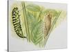 Swallowtail Caterpillar and Pupa (Papilio Machaon), Papilionidae-null-Stretched Canvas