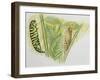 Swallowtail Caterpillar and Pupa (Papilio Machaon), Papilionidae-null-Framed Giclee Print