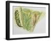 Swallowtail Caterpillar and Pupa (Papilio Machaon), Papilionidae-null-Framed Giclee Print