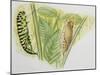 Swallowtail Caterpillar and Pupa (Papilio Machaon), Papilionidae-null-Mounted Giclee Print