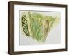 Swallowtail Caterpillar and Pupa (Papilio Machaon), Papilionidae-null-Framed Giclee Print