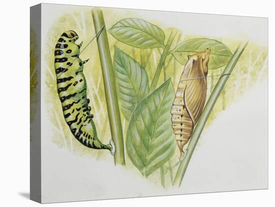 Swallowtail Caterpillar and Pupa (Papilio Machaon), Papilionidae-null-Stretched Canvas