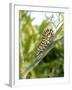 Swallowtail Caterpillar, Dill-Harald Kroiss-Framed Photographic Print