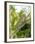 Swallowtail Caterpillar, Dill-Harald Kroiss-Framed Photographic Print