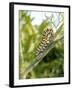 Swallowtail Caterpillar, Dill-Harald Kroiss-Framed Photographic Print