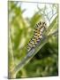 Swallowtail Caterpillar, Dill-Harald Kroiss-Mounted Photographic Print