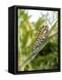 Swallowtail Caterpillar, Dill-Harald Kroiss-Framed Stretched Canvas