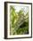 Swallowtail Caterpillar, Dill-Harald Kroiss-Framed Photographic Print