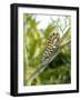 Swallowtail Caterpillar, Dill-Harald Kroiss-Framed Photographic Print