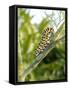 Swallowtail Caterpillar, Dill-Harald Kroiss-Framed Stretched Canvas