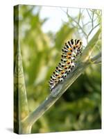 Swallowtail Caterpillar, Dill-Harald Kroiss-Stretched Canvas