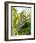 Swallowtail Caterpillar, Dill-Harald Kroiss-Framed Photographic Print