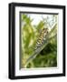 Swallowtail Caterpillar, Dill-Harald Kroiss-Framed Photographic Print