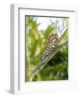 Swallowtail Caterpillar, Dill-Harald Kroiss-Framed Photographic Print