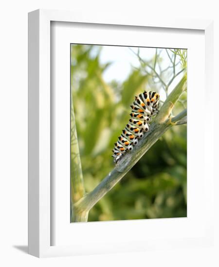 Swallowtail Caterpillar, Dill-Harald Kroiss-Framed Photographic Print