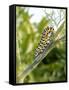 Swallowtail Caterpillar, Dill-Harald Kroiss-Framed Stretched Canvas