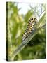 Swallowtail Caterpillar, Dill-Harald Kroiss-Stretched Canvas