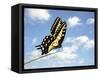 Swallowtail on a Blade of Grass-William Whitehurst-Framed Stretched Canvas