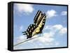 Swallowtail on a Blade of Grass-William Whitehurst-Framed Stretched Canvas