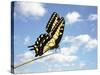 Swallowtail on a Blade of Grass-William Whitehurst-Stretched Canvas