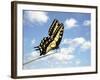 Swallowtail on a Blade of Grass-William Whitehurst-Framed Photographic Print