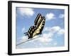 Swallowtail on a Blade of Grass-William Whitehurst-Framed Photographic Print