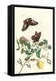 Swallowtail on a Mexican Lime Tree-Maria Sibylla Merian-Framed Stretched Canvas