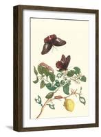 Swallowtail on a Mexican Lime Tree-Maria Sibylla Merian-Framed Art Print