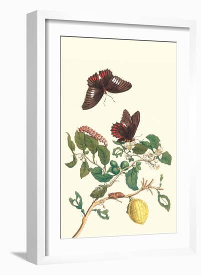 Swallowtail on a Mexican Lime Tree-Maria Sibylla Merian-Framed Art Print