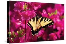 Swallowtail on Azalea-Alan Hausenflock-Stretched Canvas