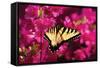 Swallowtail on Azalea-Alan Hausenflock-Framed Stretched Canvas