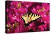 Swallowtail on Azalea-Alan Hausenflock-Stretched Canvas