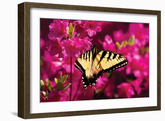 Swallowtail on Azalea-Alan Hausenflock-Framed Photographic Print