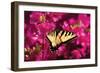 Swallowtail on Azalea-Alan Hausenflock-Framed Photographic Print