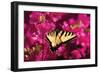 Swallowtail on Azalea-Alan Hausenflock-Framed Photographic Print