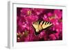 Swallowtail on Azalea-Alan Hausenflock-Framed Photographic Print