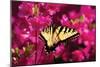 Swallowtail on Azalea-Alan Hausenflock-Mounted Photographic Print