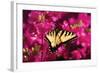 Swallowtail on Azalea-Alan Hausenflock-Framed Photographic Print