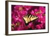 Swallowtail on Azalea-Alan Hausenflock-Framed Photographic Print