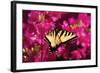 Swallowtail on Azalea-Alan Hausenflock-Framed Photographic Print