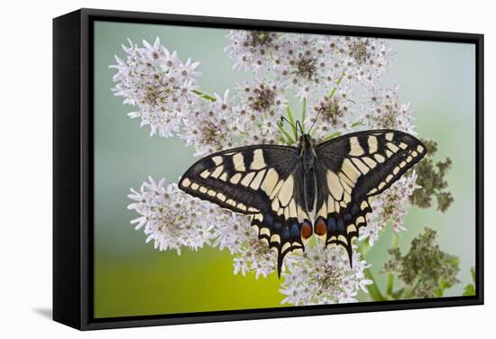 Swallowtail on Flower Wings Open-null-Framed Stretched Canvas