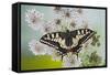 Swallowtail on Flower Wings Open-null-Framed Stretched Canvas