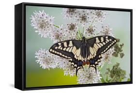 Swallowtail on Flower Wings Open-null-Framed Stretched Canvas