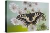 Swallowtail on Flower Wings Open-null-Stretched Canvas