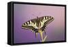 Swallowtail on Flower Wings Open-null-Framed Stretched Canvas